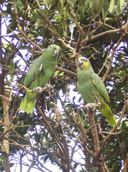 Loro 19
