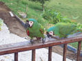 loro 20