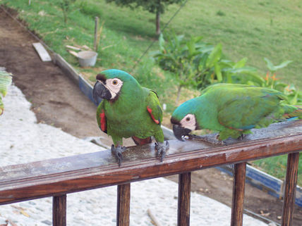 Loro 20