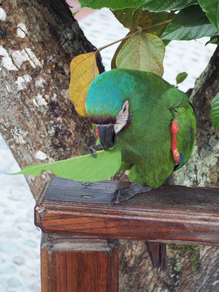 Loro 21