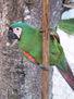 loro 22