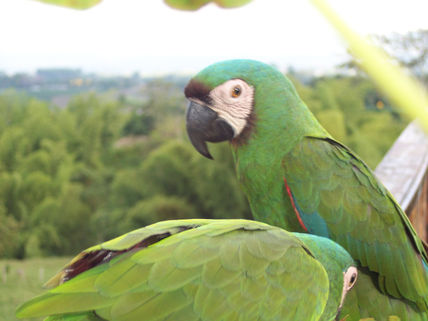Loro 23