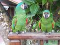 loro 24