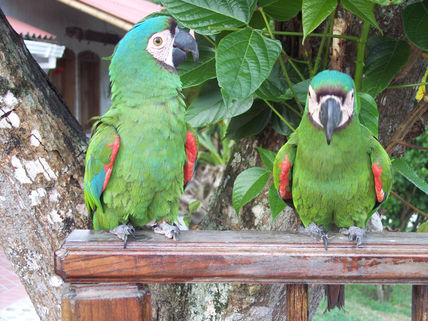 Loro 24