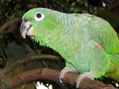 loro 26
