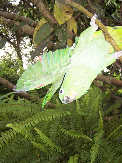 Loro 27