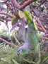 loro 28