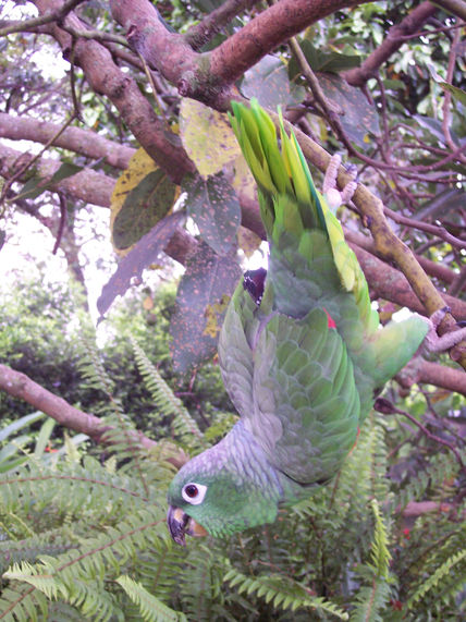 Loro 28