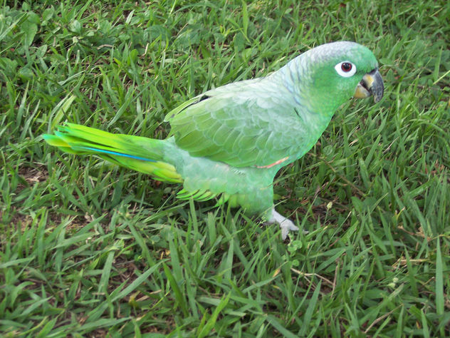 loro 29