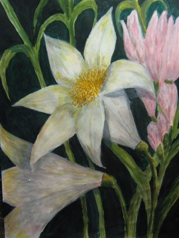 Lilium ii