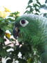 loro 32