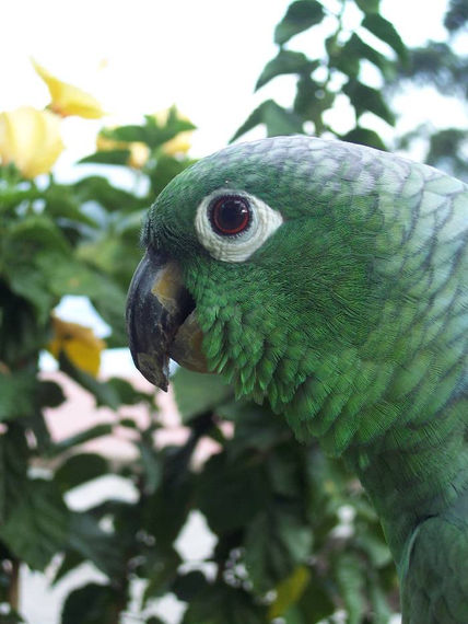 Loro 32