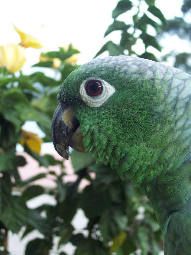 loro 32