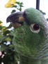 loro 33