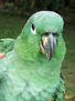 loro 34