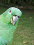 loro 35