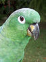 loro 36