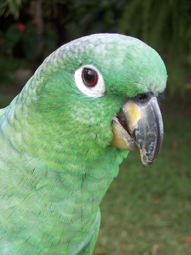 loro 36