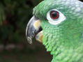 loro 39
