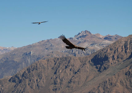 El vuelo del Condor