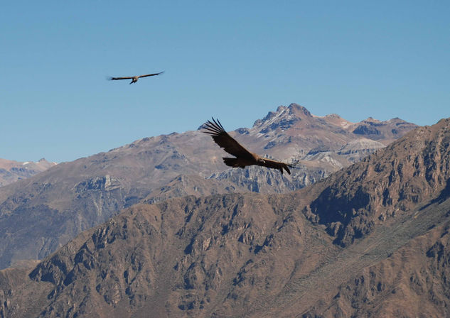 El vuelo del Condor Naturaleza Color (Digital)