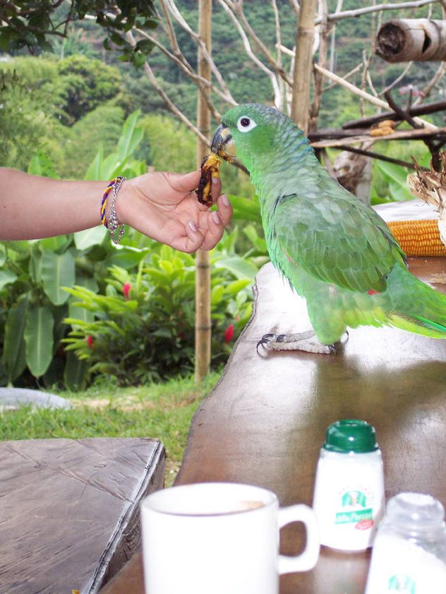 loro 40
