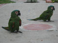 loro 45