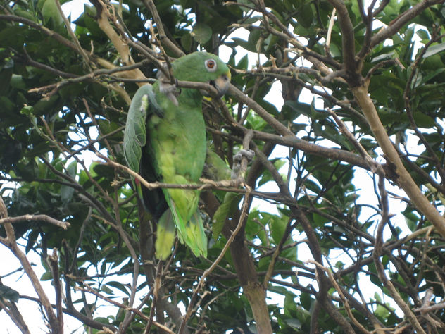 loro 46
