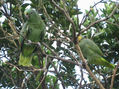 loro 47