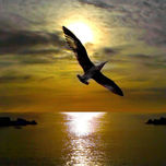 Sol thumbnail 1