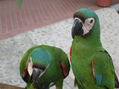 loro 48