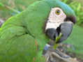 loro 51