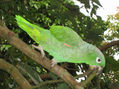 loro 52