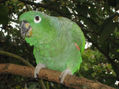 loro 53