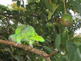loro 54