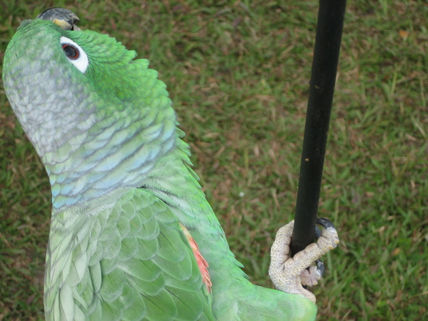 Loro 58