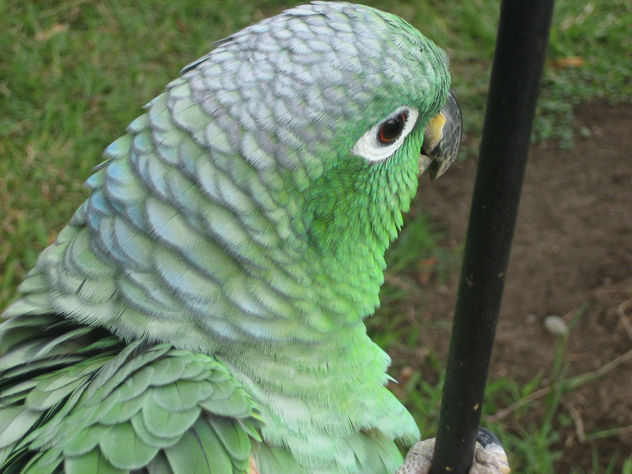 loro 59