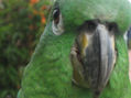 loro 63