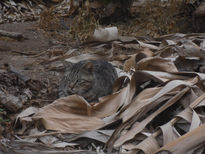 El descaso del gerrero