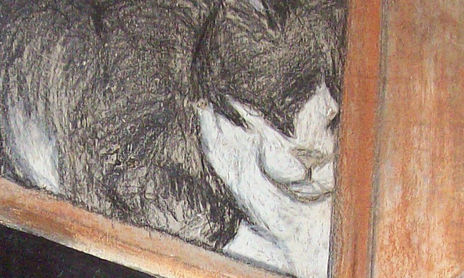 PINTURA-  GATOS