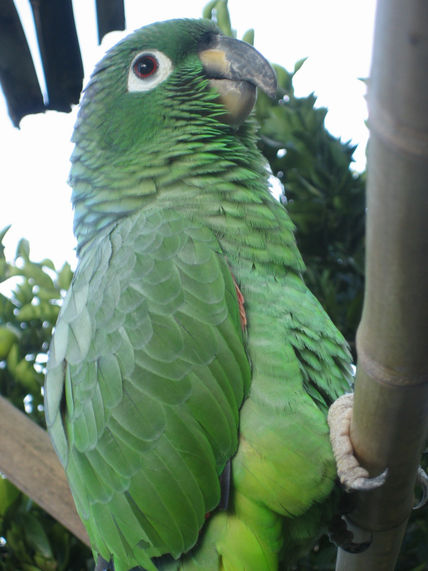 Loro 66