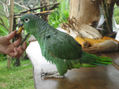 loro 67