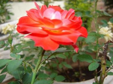 Rosa_Roja