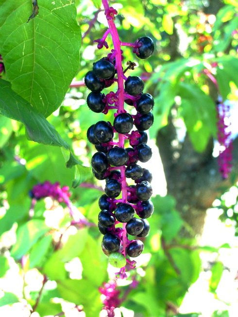 Racimo
