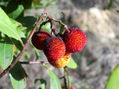 Frutos de madroño