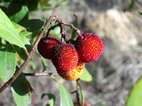 Frutos de madroño