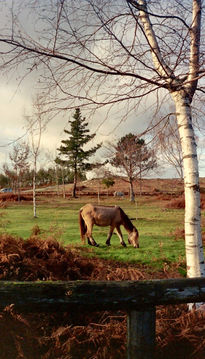 Caballos Salvajes