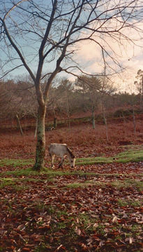 Caballos salvajes II