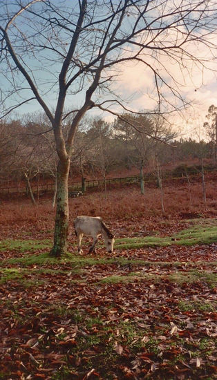 Caballos salvajes II 