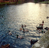 Patos en el lago